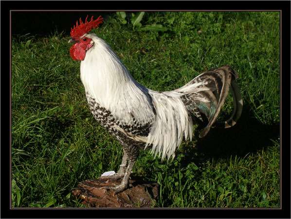 Gallo